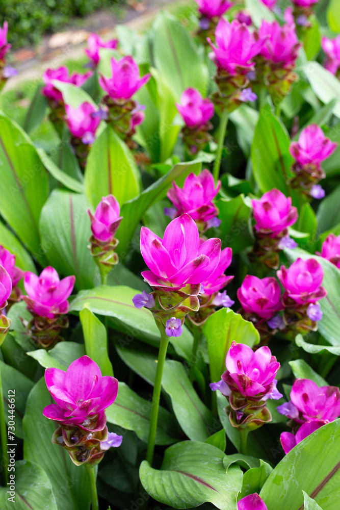 Pink flower of curcuma sessilis gage plant Pink flower of curcuma sessilis gage plant
