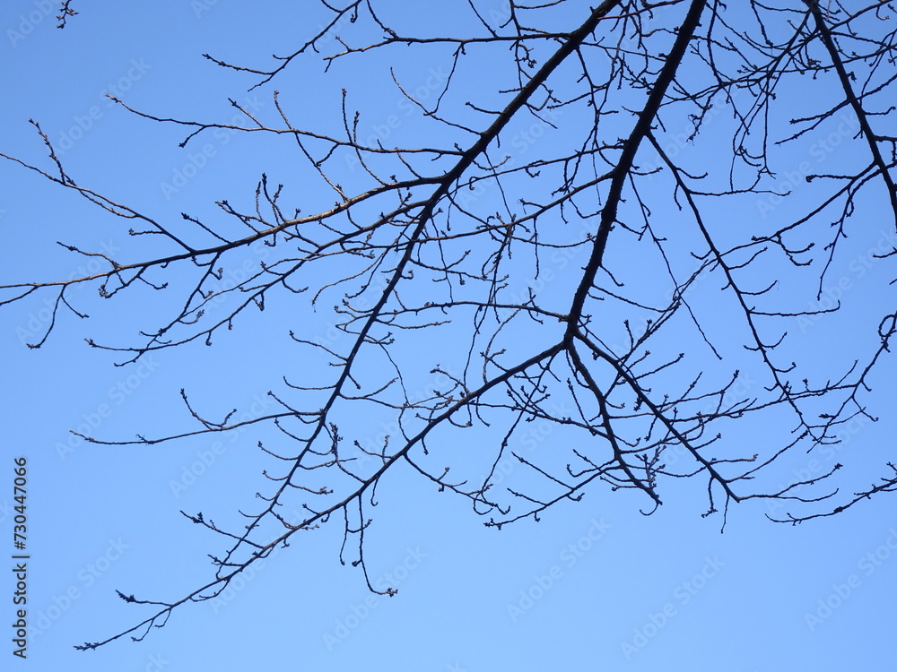 冬の落葉樹の枝と青い空