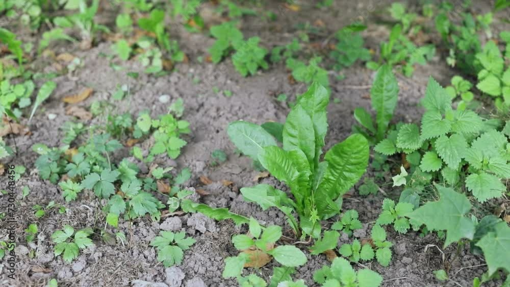 Dry ground with green plants sway on wind. Slow motion Dry ground with green plants sway on wind. Slow motion