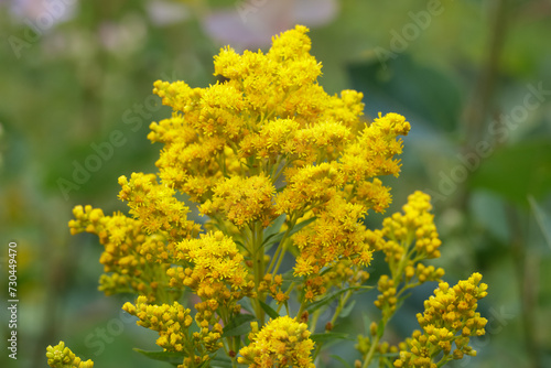 Yellow flower of Canada goldenrod plant with green foliage.