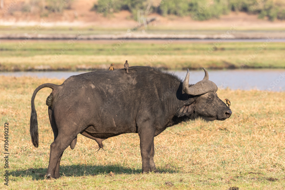 Fototapeta premium African Buffalo with Red-billed Oxpeckers searching for insects on the beast