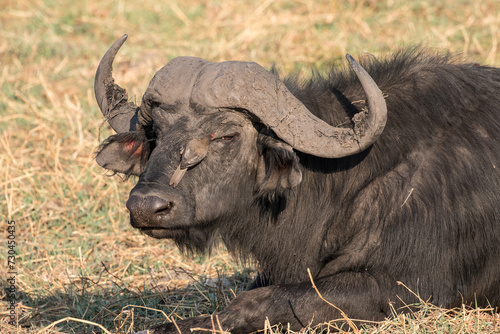 African Buffalo with Red-billed Oxpecker