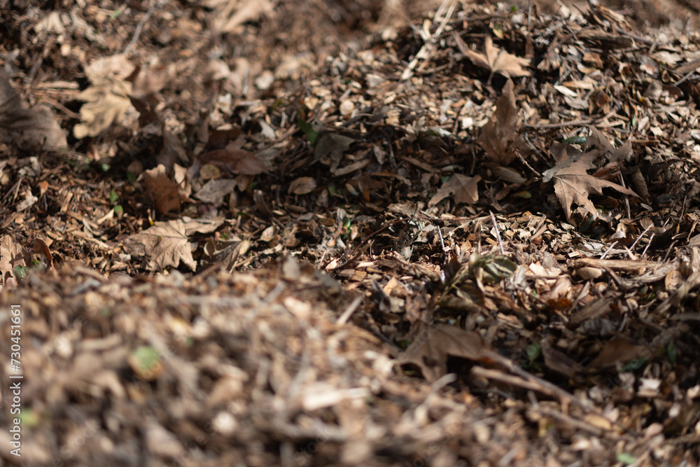 Dry leaves form a thick layer of mulch covering the forest floor. Shallow depth of field brings some of the leaves, while leaving the backgorund and foreground defocused. Dry leaves form a thick layer of mulch covering the forest floor. Shallow depth of field brings some of the leaves, while leaving the backgorund and foreground defocused.