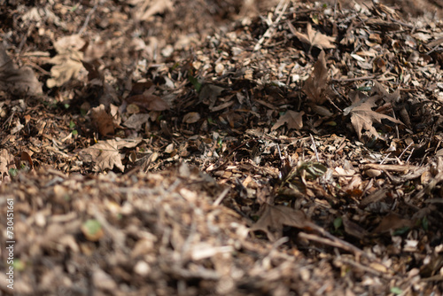 Dry leaves form a thick layer of mulch covering the forest floor. Shallow depth of field brings some of the leaves, while leaving the backgorund and foreground defocused.