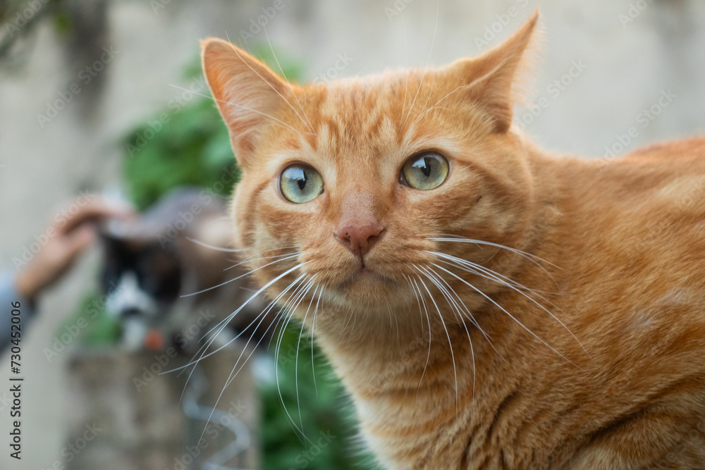 Gordo gato laranja em área aberta encima do mudo no quintal de casa
