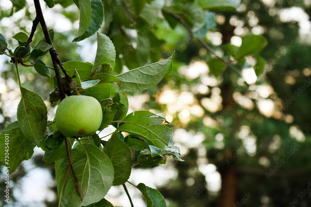 green apple on tree