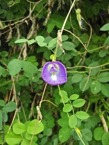 Purple flower in the garden binomial Clitoria ternatea kembang telang photo