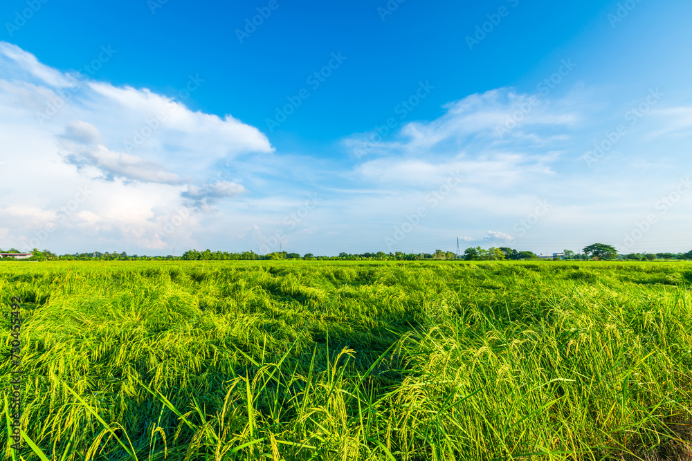 Scenic view landscape of Rice field green grass with field cornfield or in Asia country agriculture harvest with fluffy clouds blue sky daylight background.