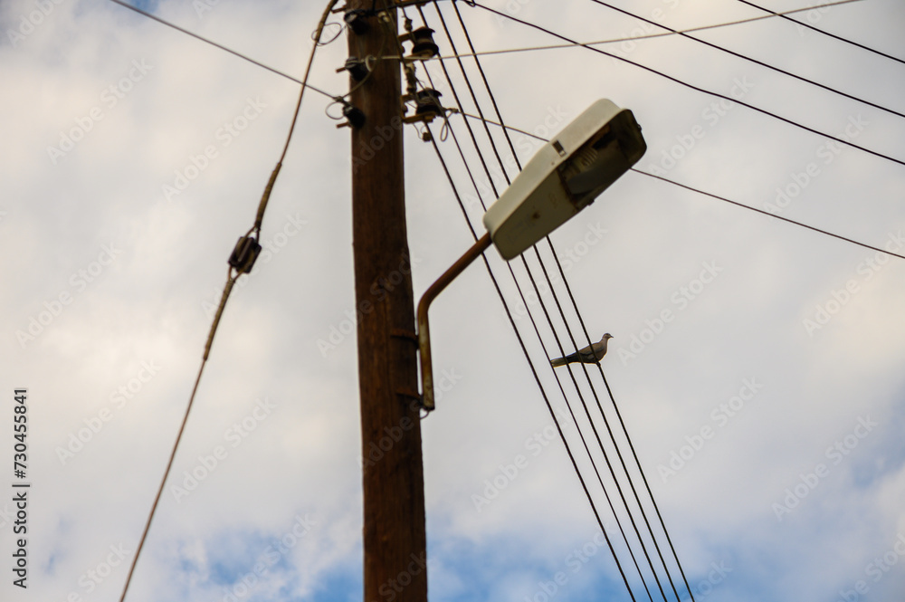 pigeon sitting on electric wires on a pole in the village 1 pigeon sitting on electric wires on a pole in the village 1