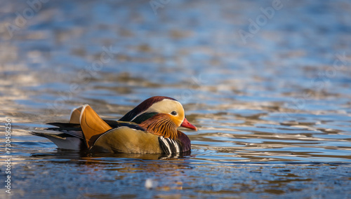 Male mandarin duck relaxing on the river.