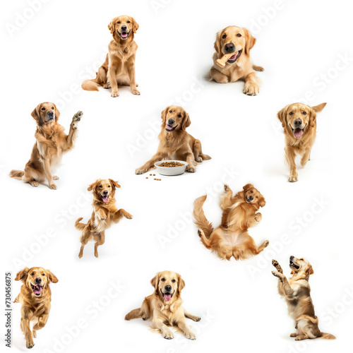 Set of ten different photos of the same Golden Retriever purebred dog in various poses and positions. Isolated on a white background.