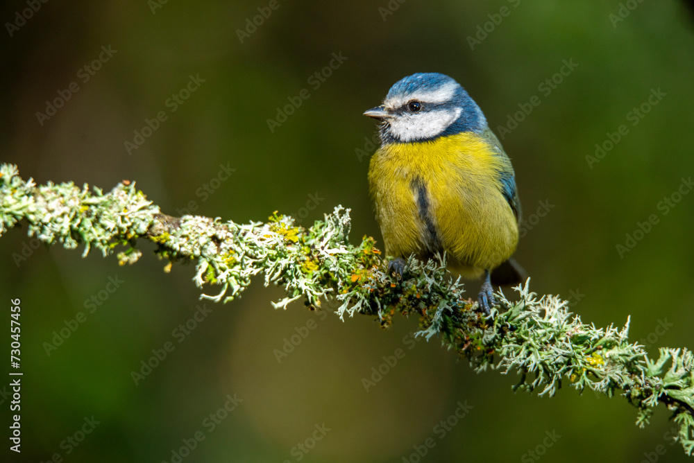 A Cyanistes caeruleus, known as the Eurasian Blue Tit, perched on a lichen-covered branch against a blurred green background A Cyanistes caeruleus, known as the Eurasian Blue Tit, perched on a lichen-covered branch against a blurred green background