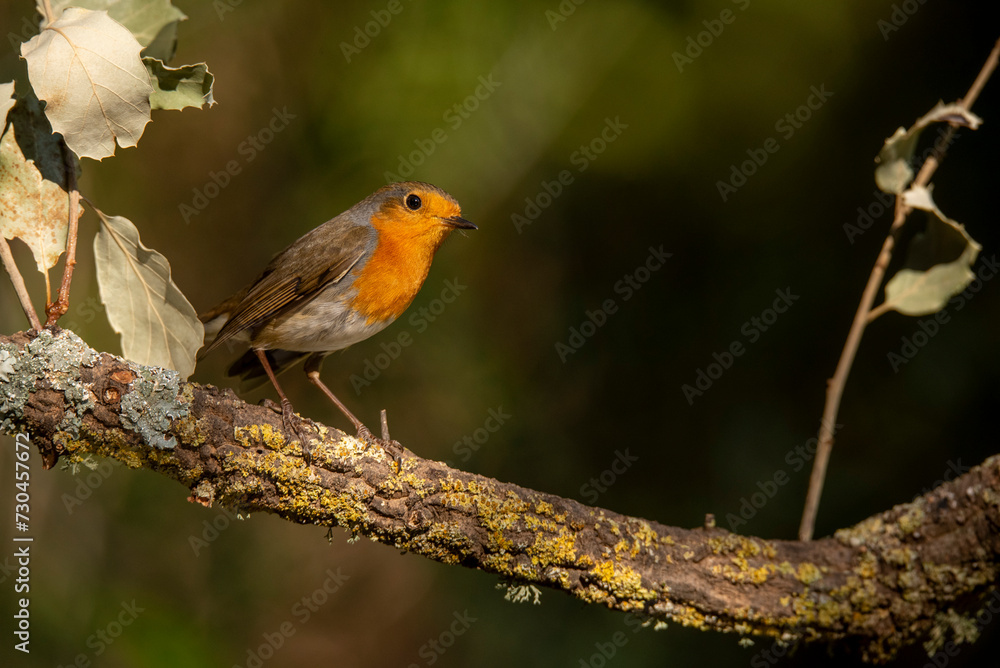 An Erithacus rubecula, also known as the European Robin, perched on a mossy branch An Erithacus rubecula, also known as the European Robin, perched on a mossy branch