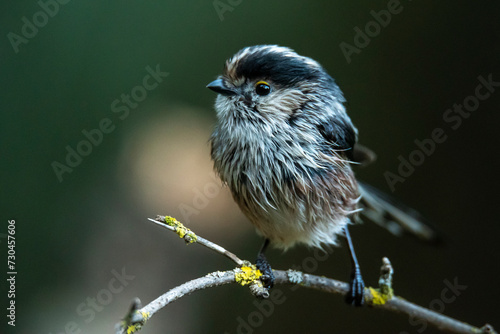 Aegithalos caudatus, commonly known as the Long-tailed Tit, perched on a lichen-covered branch photo