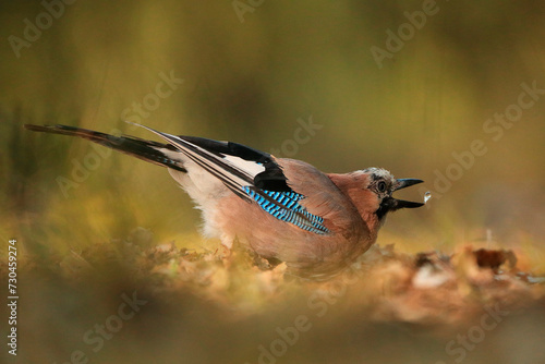 A Eurasian jay, biologically named Garrulus glandarius, is seen holding an acorn with its beak amidst a natural background photo