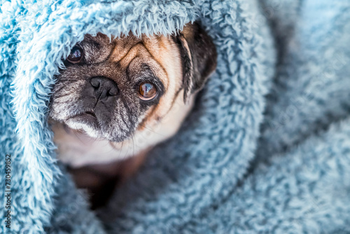 Cute pug wrapped in warm blue blanket at home. Champagne colored domestic dog enjoys the warmth indoors at home on sofa and soft blanket. Heating season concept.​ © simona
