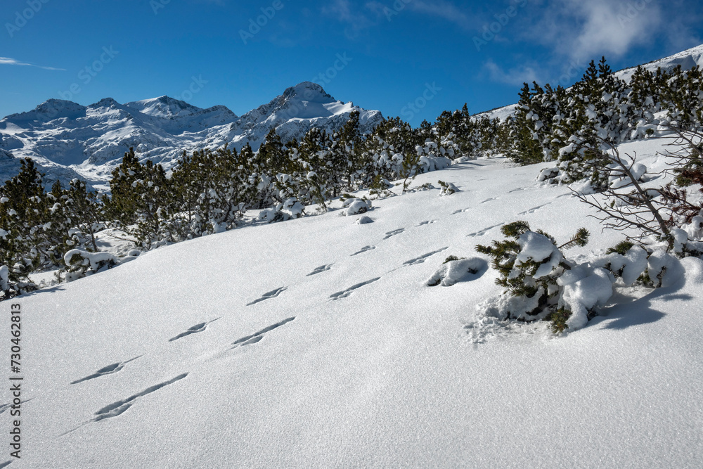 Winter view of Pirin Mountain near Bezbog Peak, Bulgaria