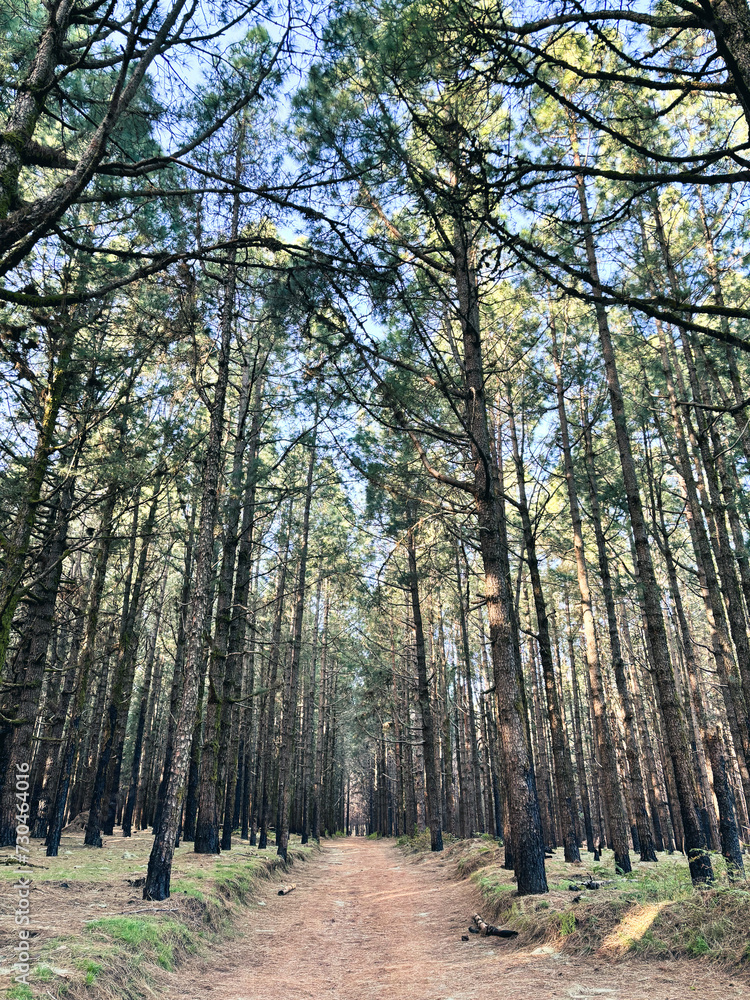 Fototapeta premium Woods forest natural national park scenic background with high trees and nature. Outdoors. Green environment concept. Weekend destination. Travel scenery places.