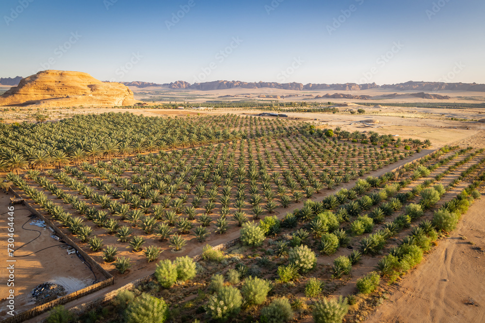 Date palm farm in the Saudi Arabian desert, seen from a hot air balloon.