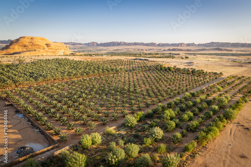 Obraz na płótnie Date palm farm in the Saudi Arabian desert, seen from a hot air balloon. w salonie