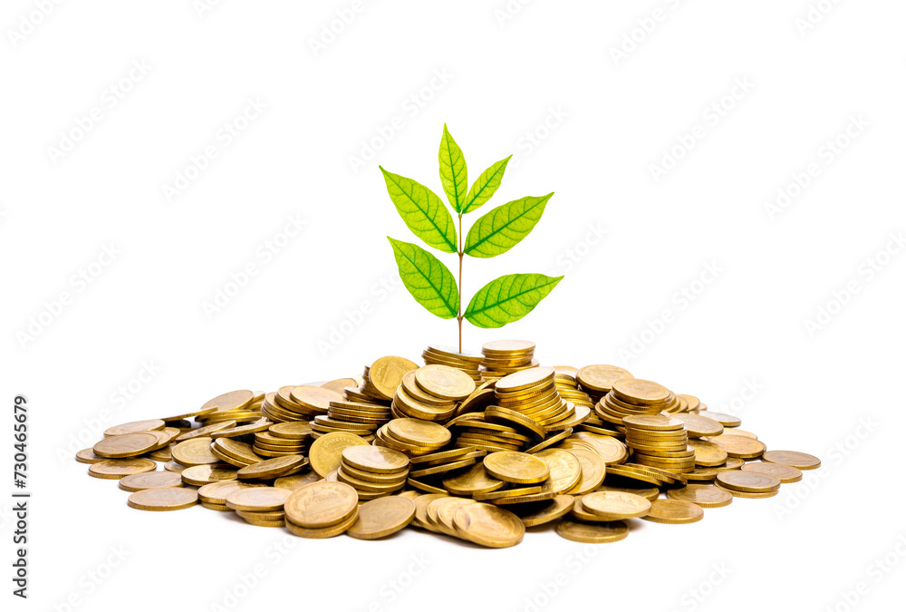 Plant growing from pile coins isolated on white background. Money, investment and interest concept Plant growing from pile coins isolated on white background. Money, investment and interest concept