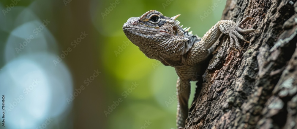 Fototapeta premium Tree lizard descending from a tree in a close-up shot.