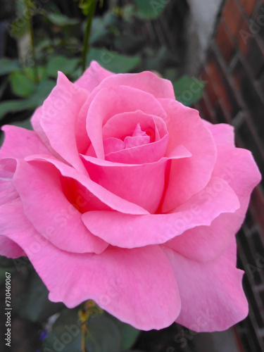 pink rose in garden
