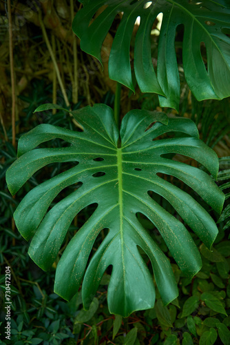 Monstera Madness: The Ultimate Guide to Growing and Caring for Monstera Plants. Growing Lush and Healthy Monstera Plants. Indoor Garden with Stunning Monstera Plants