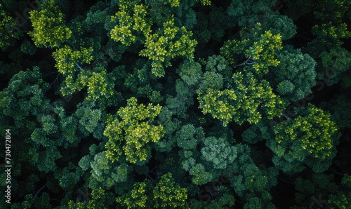 Top view of green trees in the forest. View from above. photo