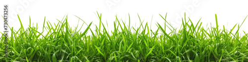 A panoramic view of lush, green grass blades reaching upwards, isolated on a white background, perfect for designs and concepts related to nature and growth.