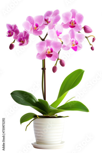 A stunning display of vibrant pink orchids with lush green leaves, potted in a simple white container, isolated on a white background.