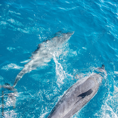 Golfinhos em Fernando de Noronha photo