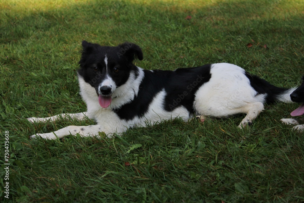 border collie puppy border collie puppy