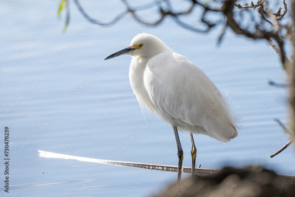 Snowy white egret waterbird perches upright along the shoreline of the pond water under the protection of vegetation Snowy white egret waterbird perches upright along the shoreline of the pond water under the protection of vegetation