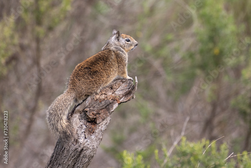 Cute and furry ground squirrel climbs up a deadwood log for a better view of the wooded estuary
