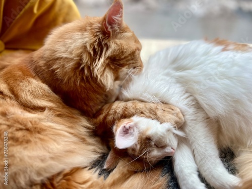 Cute ginger cat and white cat sleeping on the couch at home. Shallow depth of field. Selective focus.