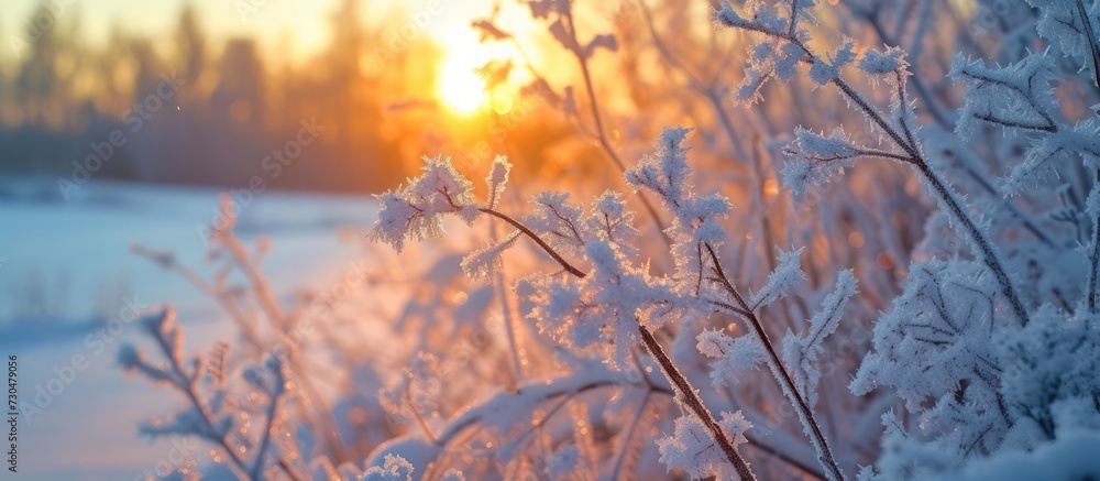 Obraz premium Beautiful frost covered plants at morning sunrise winter background. AI generated image