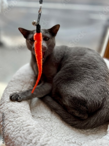 Cute grey Burmese cat lying on a pillow and playing with a toy. Pet care concept