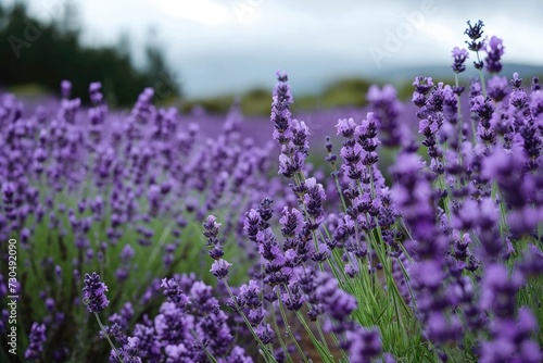 lavender grows in a field against the background of a lavender field