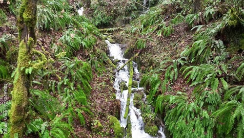 A stream tumbles through a tranquil forest in the Molalla River Valley in Oregon. This wild area is home to extensive forests, beautiful hiking, biking, and equestrian trails, and the Molalla River. photo