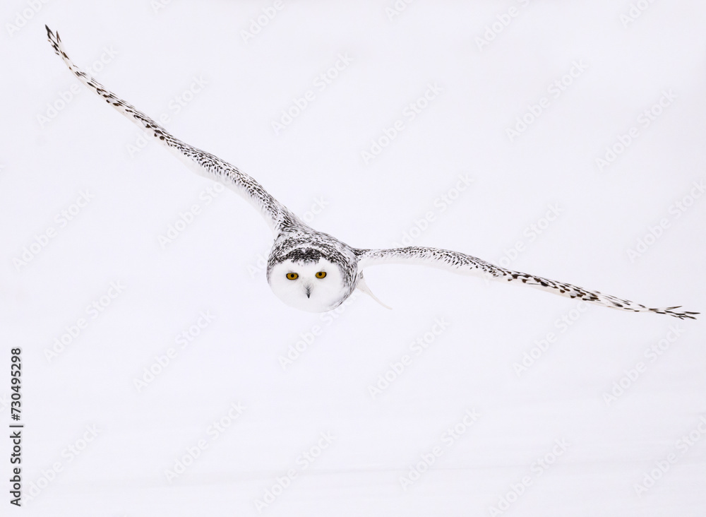 Fototapeta premium Female Snowy Owl in flight against sky