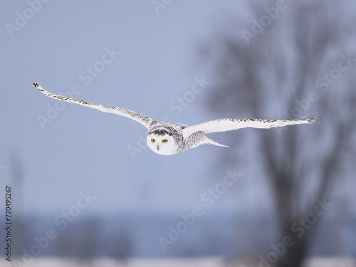 Female Snowy Owl in flight over snow field  