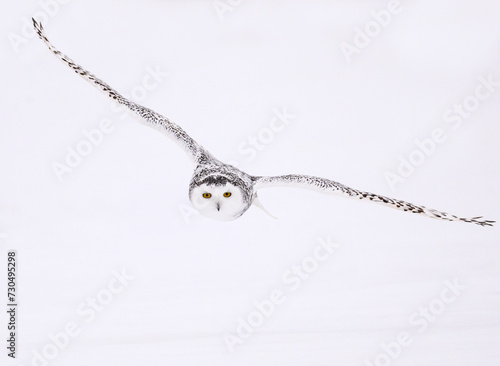Female Snowy Owl in flight against sky