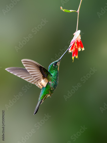 Buff-winged Starfrontlet in flight collecting nectar from red flower on green background