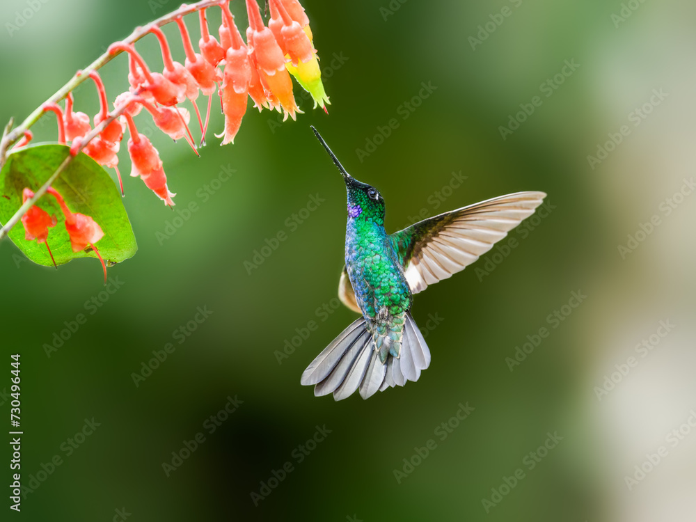 Buff-winged Starfrontlet in flight collecting nectar from red yellow flowers on green background Buff-winged Starfrontlet in flight collecting nectar from red yellow flowers on green background