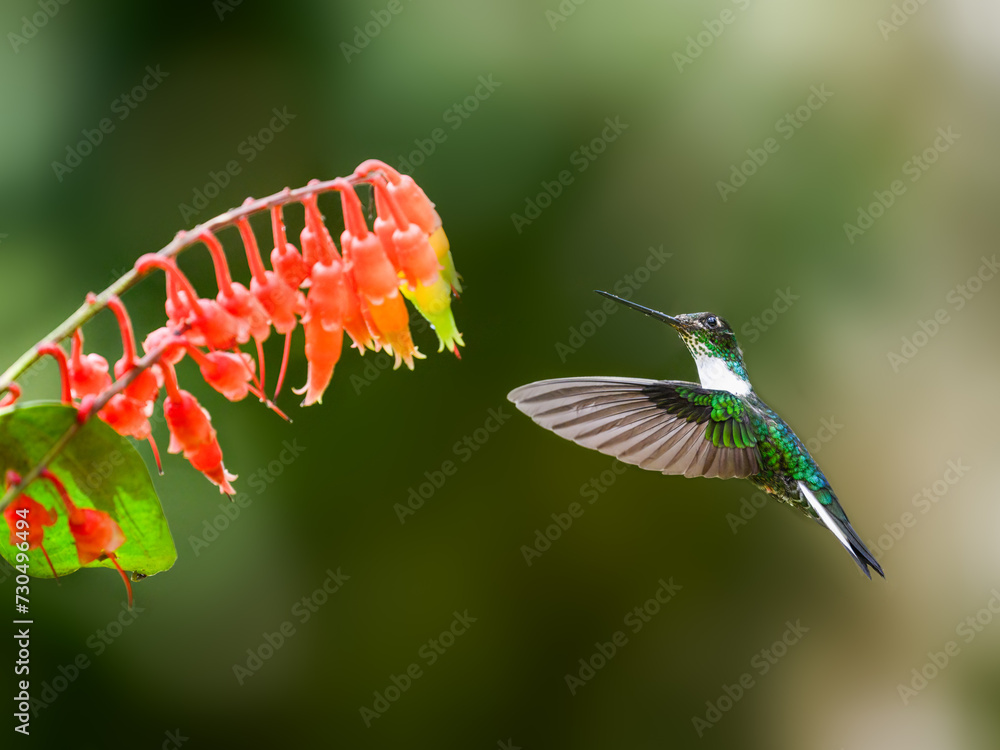 Collared Inca hummingbird in flight collecting nectar from red flower on green background Collared Inca hummingbird in flight collecting nectar from red flower on green background