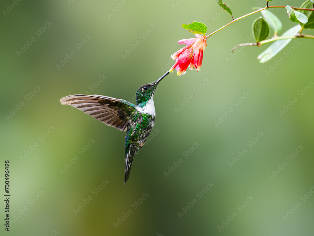 Obraz premium Collared Inca hummingbird in flight collecting nectar from red flower on green background