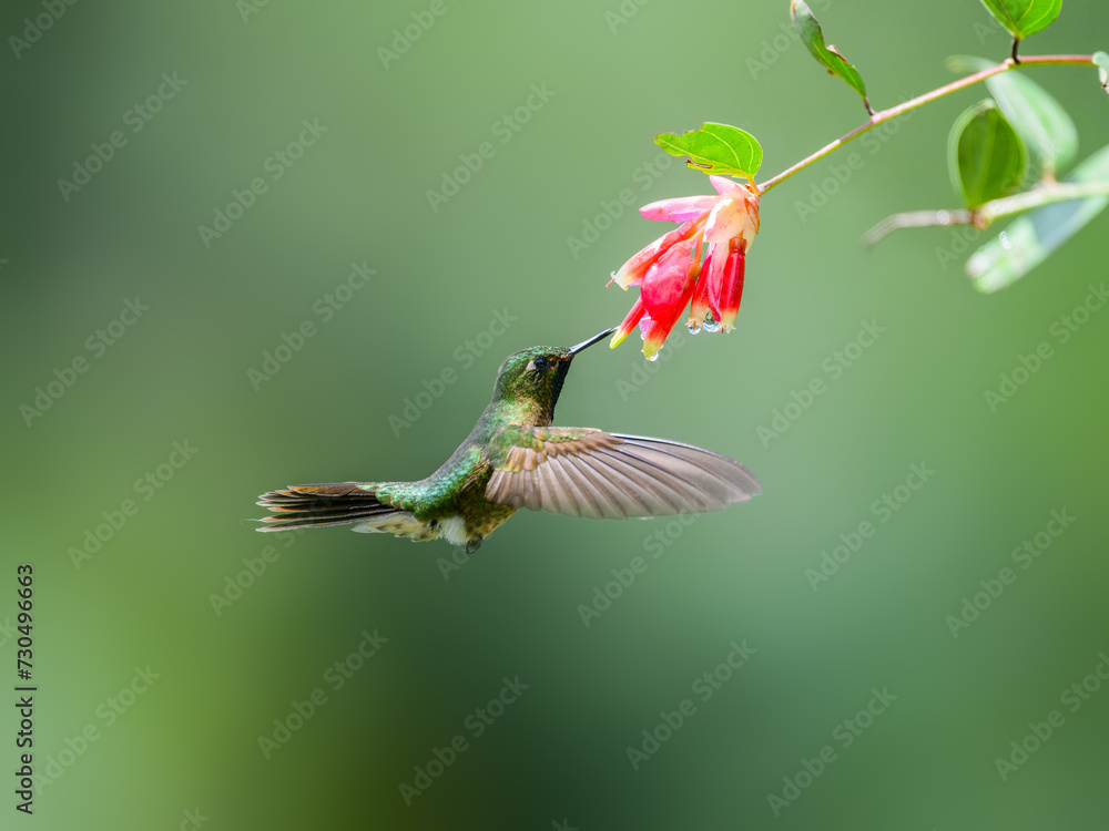Fototapeta premium Buff-winged Starfrontlet in flight collecting nectar from red flower on green background