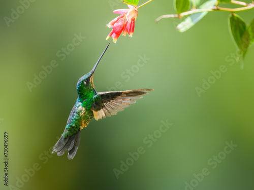 Buff-winged Starfrontlet in flight collecting nectar from red flower on green background