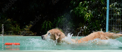 Um cachorro macho e uma cachorra fêmea da raça golden retriever brincada e nadando numa piscina verde. A golden retriever de pelo claro gosta de saltar e pegar o brinquedo. photo